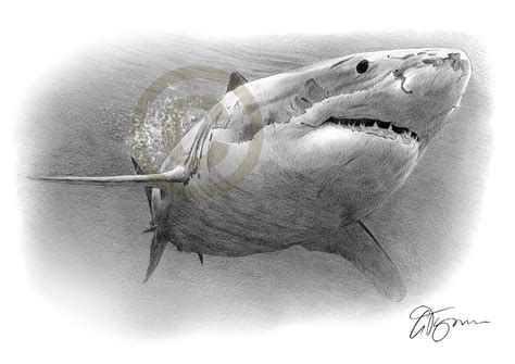 How To Draw A Great White Shark Easy