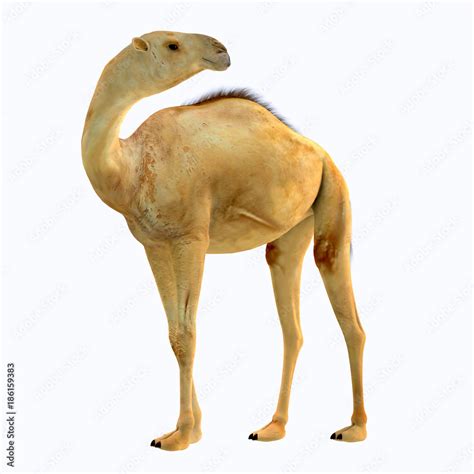 Camelops hesternus Side Profile - Camelops was a camel-type herbivorous animal that lived in ...