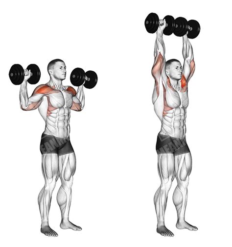 Full Body Dumbbell Workout - Meanmuscles