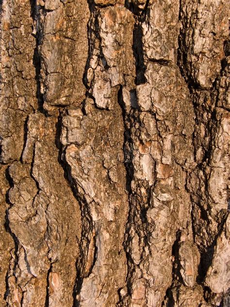 Bark a Tree an Oak a Close Up Stock Photo - Image of close, structure ...