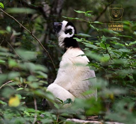 Madagascar Lemurs Portal – Lemur Conservation Network