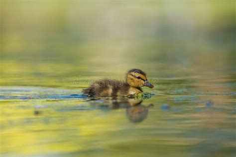 Mallard Ducklings Feeding in Wetland Pond Stock Photo - Image of birdwatching, tiny: 279183472