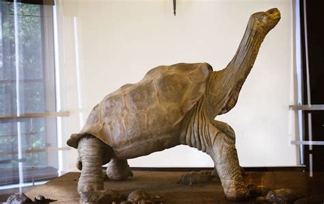 Lonesome George, the Giant Tortoise, Preserved in All His Glory - Scientific American