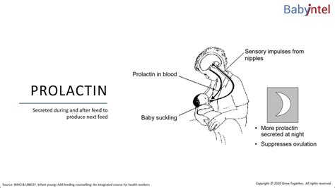 How breastfeeding works. Lesson 1.2.3. Prolactin - YouTube