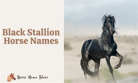 250 Black Stallion Horse Names (With Meanings) - HorseNameIdeas.com