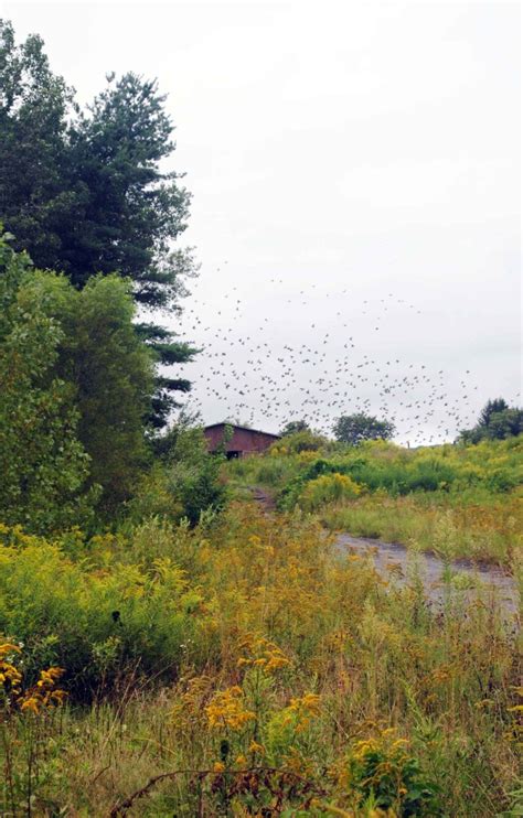 Free picture: flock, sparrows, flying