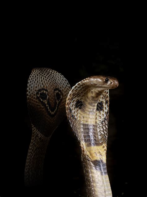 Indian cobra genome sequenced in search for new antivenom