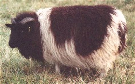 Elkhorn Icelandic Sheep | Quick Facts About Icelandic Sheep — Breed Characteristics