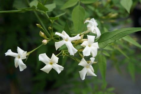 Jasminum officinale 'Grandiflorum' | Jasminum officinale var ...