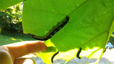 darlaville: more about catalpa worms