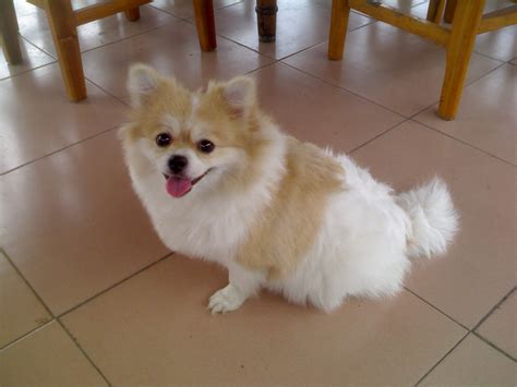 File:Chinese Pomeranian.jpg