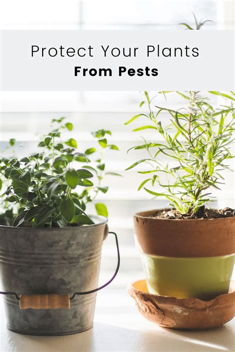 How To Protect Your Plants From Pests