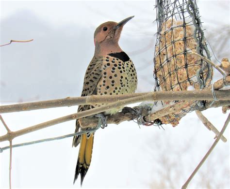 How to Make a DIY Suet Bird Feeder to Help Hungry Birds in Wintertime ...