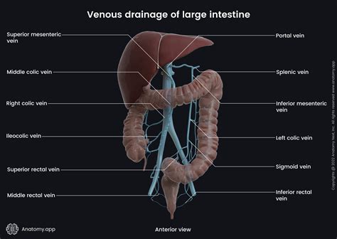 Colon And Rectum Anatomy