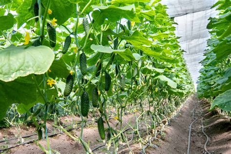 Best Trellis for Cucumbers: 5 Ways to Grow & Train Cucumbers