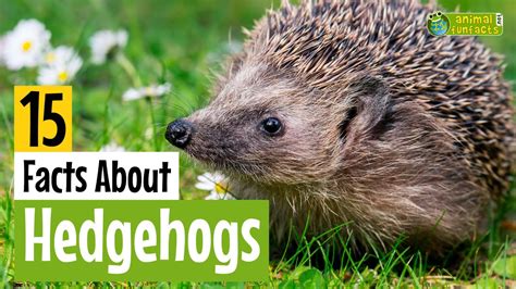 15 Facts About Hedgehogs - Learn All About Hedgehogs - Animals for Kids - Educational Video ...