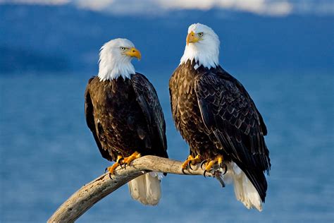 Photo Journal - Bald Eagles on Alaska's Kenai Peninsula