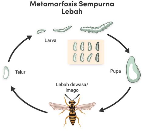 Budi dan Ida mendapat tugas melakukan pengamatan m...