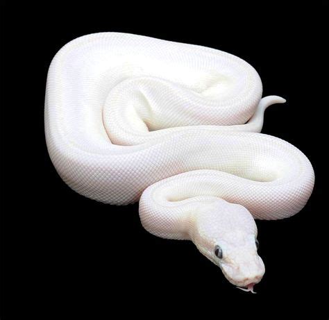 Blue Eyed Leucistic Ball Python- White with blue eyes! Beautiful! Want!