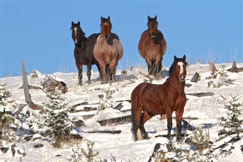 A Game Changer for Managing Wild Horses in Alberta | Horse Journals