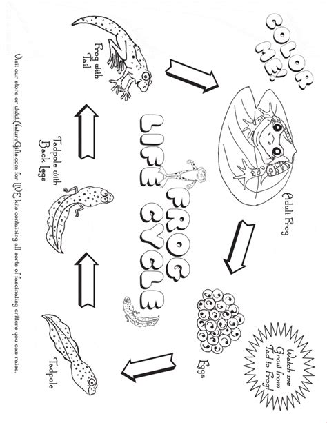 Frog Life Cycle Coloring Page - Learn About Nature