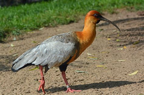 Black-faced Ibis | Ibis, Black, Species