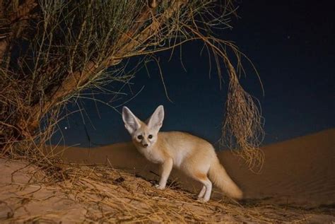 Nat Geo Wild France on Instagram: “Un fennec creuse sous un arbuste ...