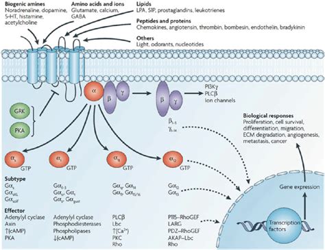 4 Diversity of G-protein-coupled receptor signalling. GPCRs interact... | Download Scientific ...