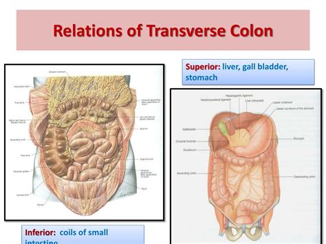 Transverse Colon Diagram