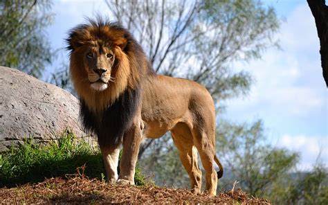 Lion, forest, fun, animals, HD wallpaper | Peakpx