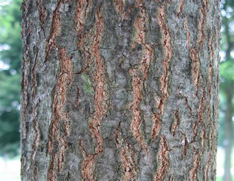 Common Types of Oak Trees (With Bark Photos for Identification) | Owlcation