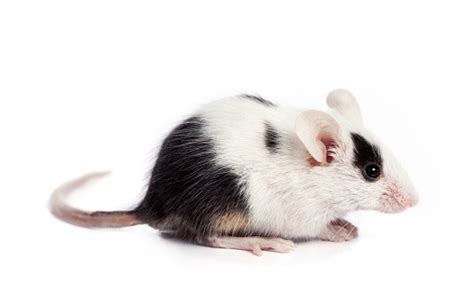 Black And White Mouse Stock Photo - Download Image Now - Animal, Animal Hair, Black Color - iStock