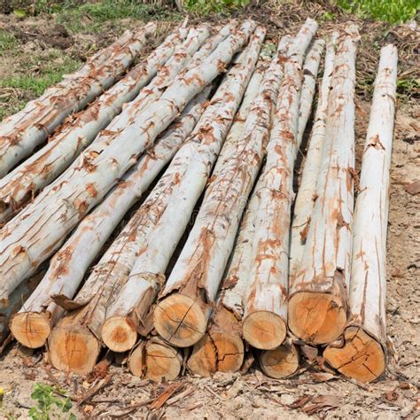 Eucalyptus Tree, Pile of Wood Logs for Industry Stock Image - Image of nature, forest: 46823097