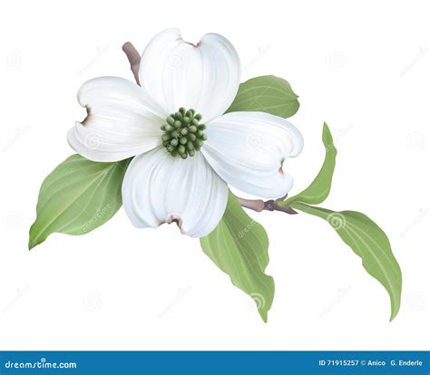 White Dogwood (Cornus Florida). Stock Vector - Illustration of bloom, season: 71915257