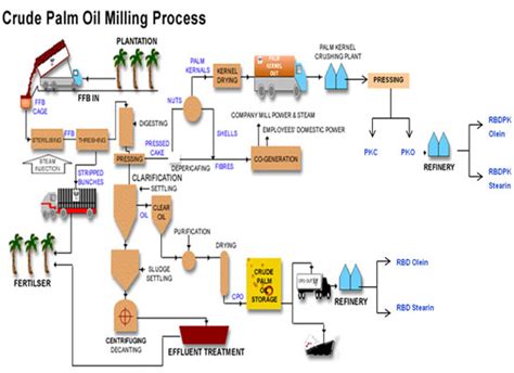 Palm oil processing steps__Industry News