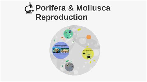 Porifera & Mollusca Reproduction by on Prezi