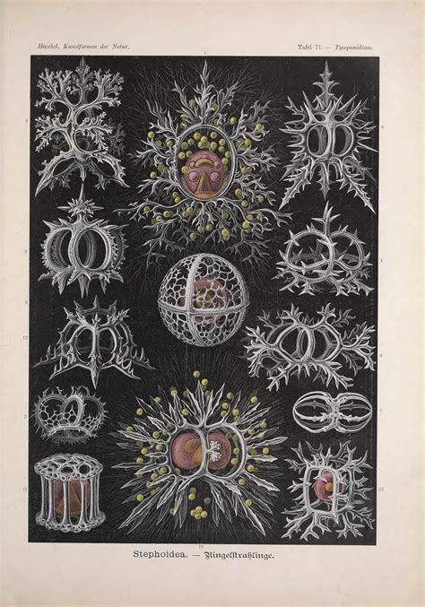 Biodiversity Heritage Library: World Oceans Day: Ernst Haeckel and Art ...