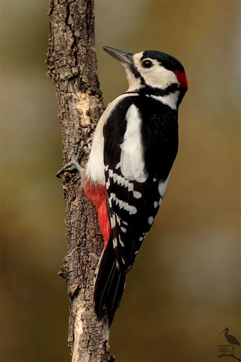 Picchio rosso maggiore... | Picchio rosso, Splendidi uccelli, Uccelli ...