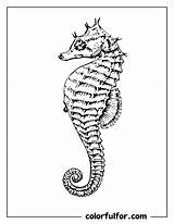 22 Seahorse Coloring Pages  Free PDF Printables Colorfulfor sketch template