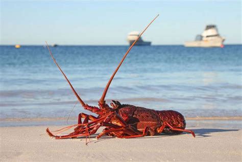 Western Rock Lobster – our local, prized crustacean - Ready 4 Adventure