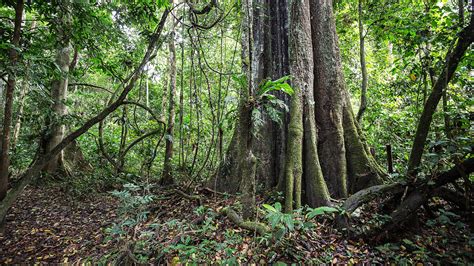 Giants Of The Amazon: The ‘Hyperdominant’ Trees That Are Key To Fighti