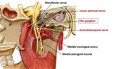 Otic Ganglion – Anatomy QA