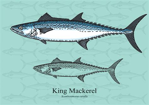 King Mackerel Facts & Information Guide - American Oceans