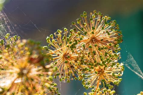 Dry Allium Seeds stock photo. Image of alliumflowers - 97971934