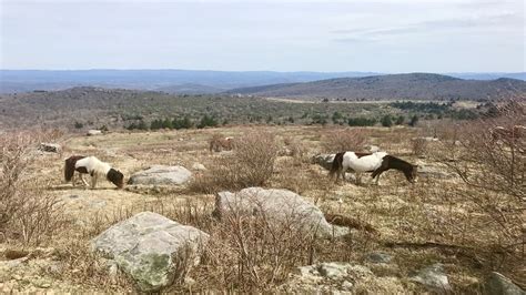 See Wild Ponies at Grayson Highlands State Park | Go Hike Virginia