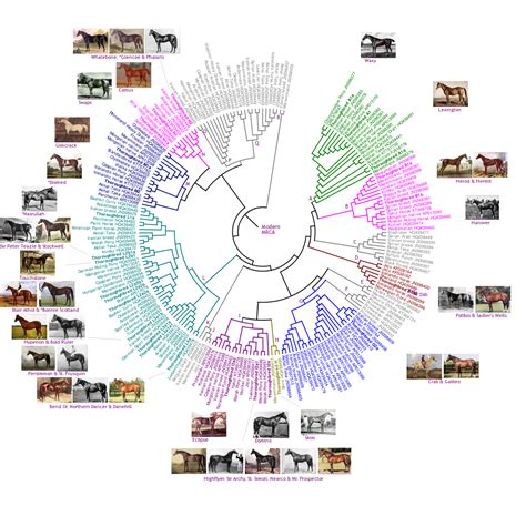 Thoroughbred Bloodlines Pedigree Matters Charts