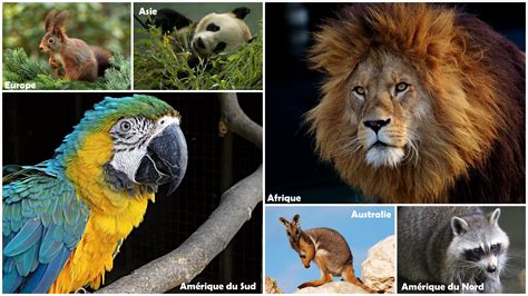 La liste des Animaux par continent - Dictionnaire des Animaux - Diconimoz