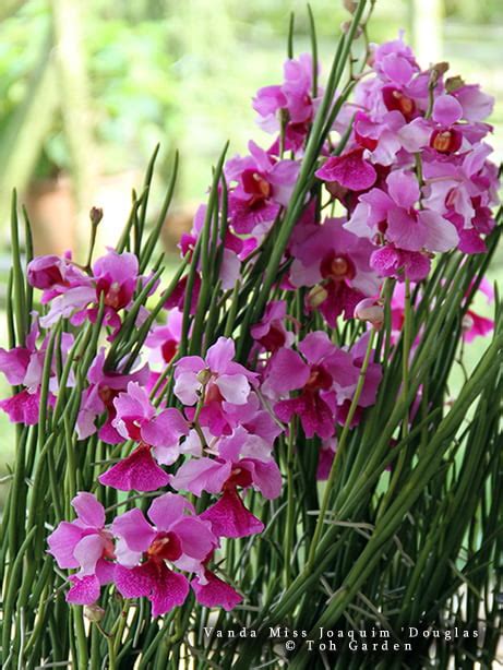 Vanda Miss Joaquim - Toh Garden: Singapore Orchid Plant & Flower Grower