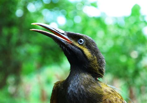 Samoan Mao Bird | Inhabitat - Green Design, Innovation, Architecture ...