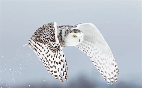 Look at 36 gorgeous images and adorable face of the white owl in the ...